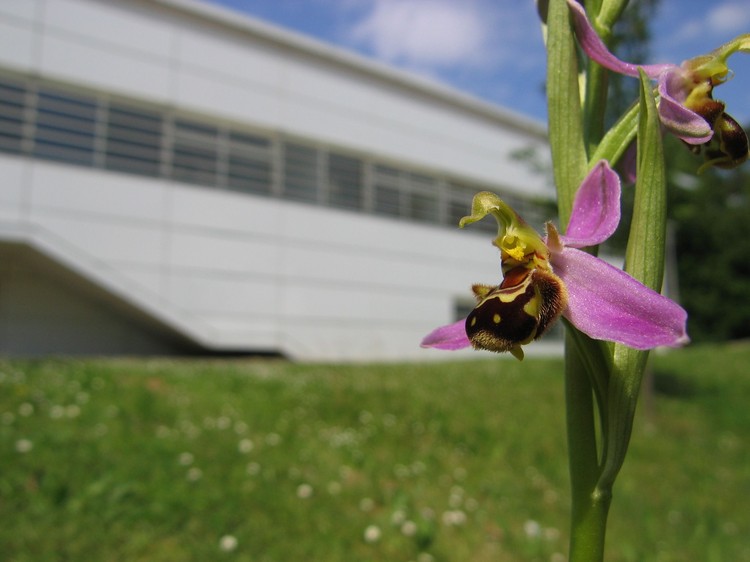 Ophrys apifera